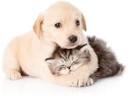 Unconditional Love | Pet Care