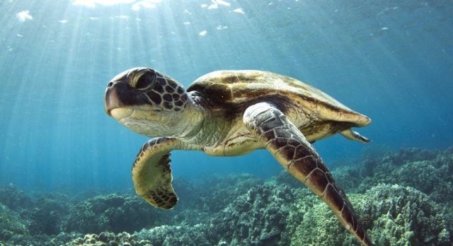 Travel for less.  Beautiful underwater sea turtle.