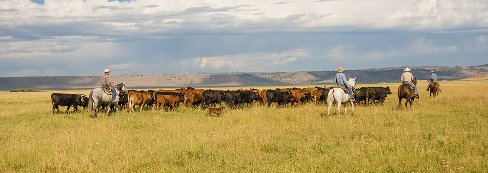 Nutrient Dense Beef, Regenerative Farming, cattle in grass field