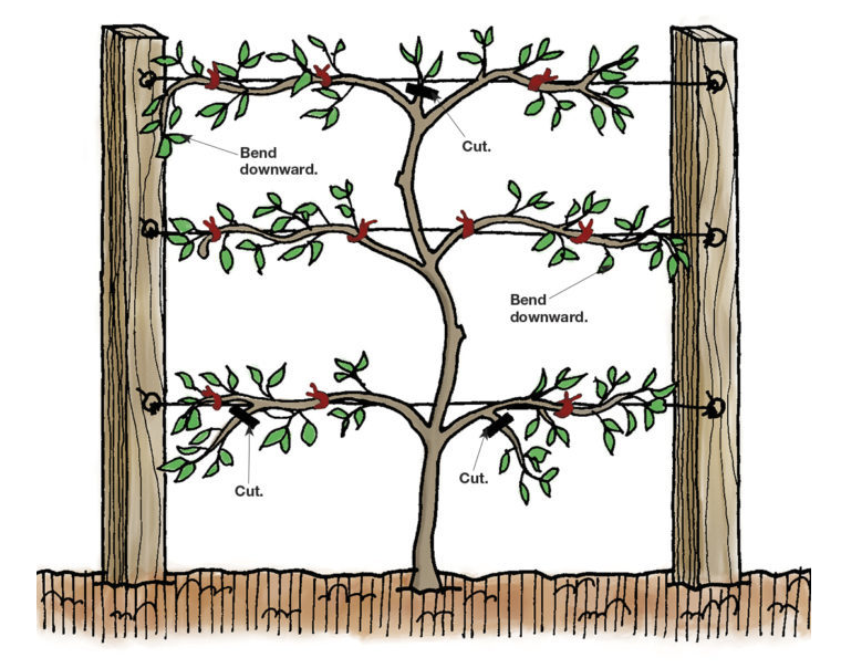 Maintaining the espalier