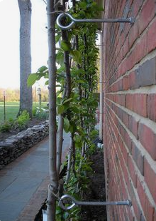 Espalier wall support