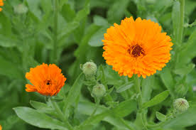 Calendula or Pot Marigold
