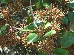 Cat's Claw flower seeds