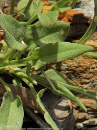 Sheep Sorrel, Rumex Acetosella